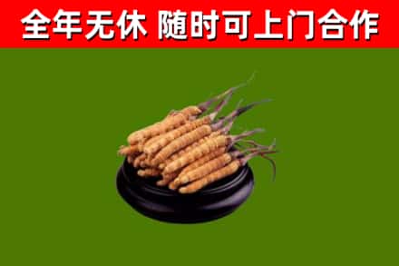 南安市回收散虫草